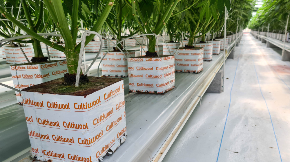 cannabis-plant-base-in-cultiwool-blocks.jpg