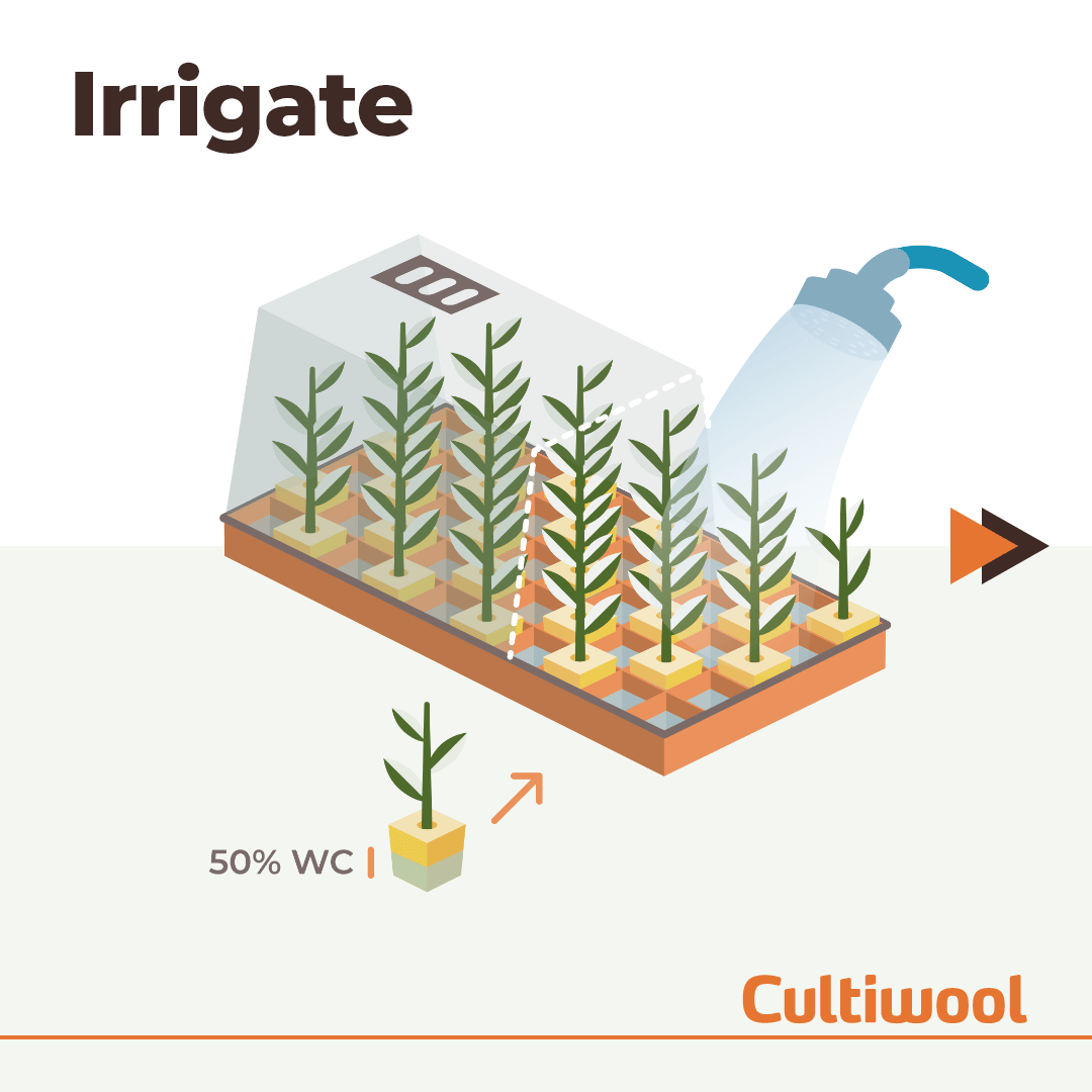 irrigate-starter-plugs.png