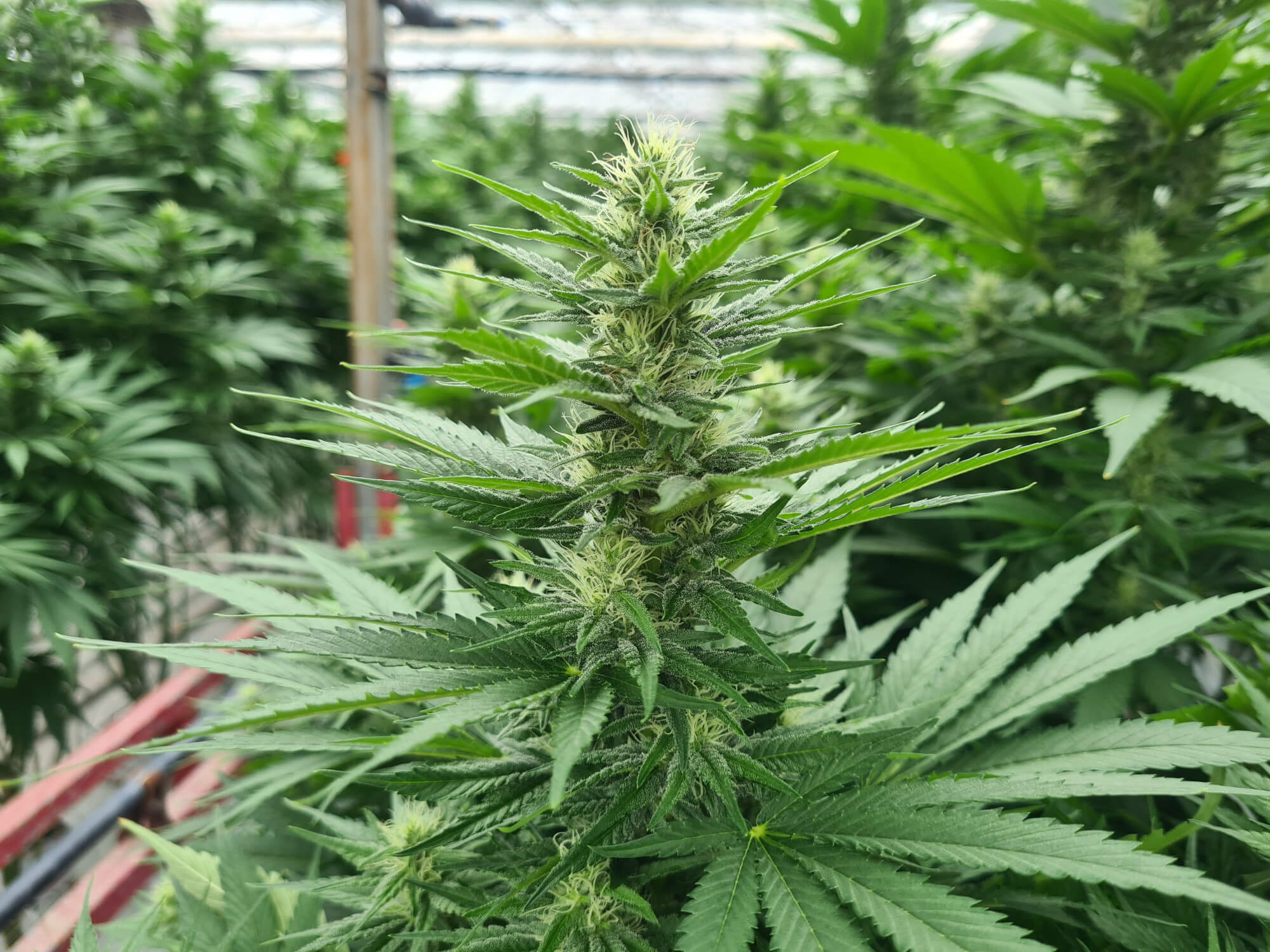 cannabis-flower-cultiwool