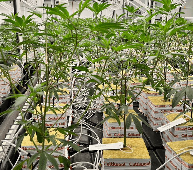 VPD & Root-Zone Balance – Why Climate Control Matters in Stone Wool Cultivation VPD & Root-Zone Balance – Why Climate Control Matters in Stone Wool Cultivation