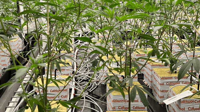 VPD & Root-Zone Balance – Why Climate Control Matters in Stone Wool Cultivation