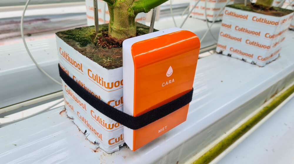 EC-in-cannabis-cultivation