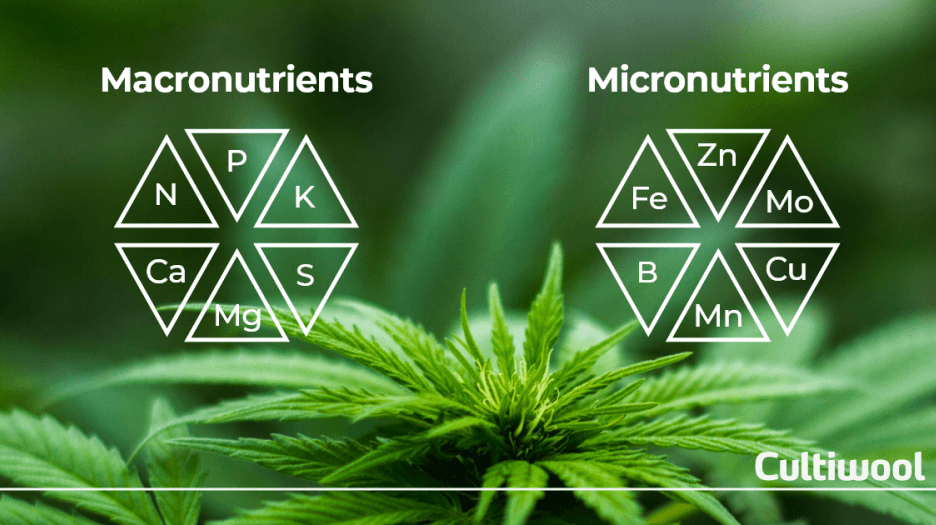 macro_micro_nutrients