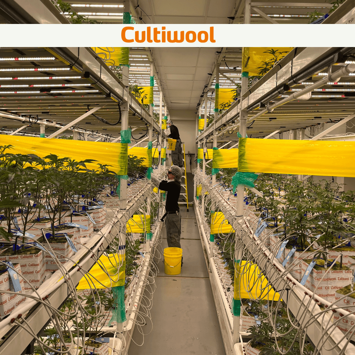 Cultiwool client growing cannabis in a multilayer facility