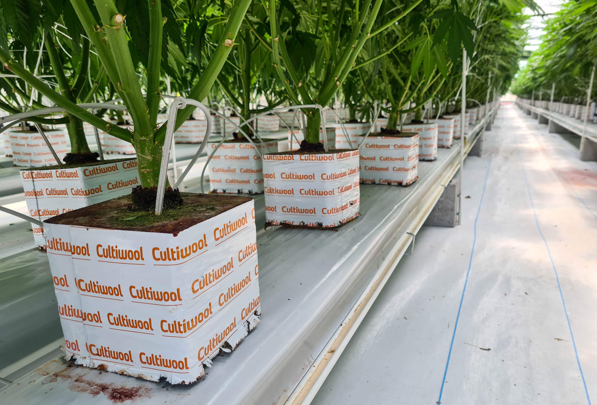 cannabis-plant-base-in-cultiwool-blocks-cultiwool