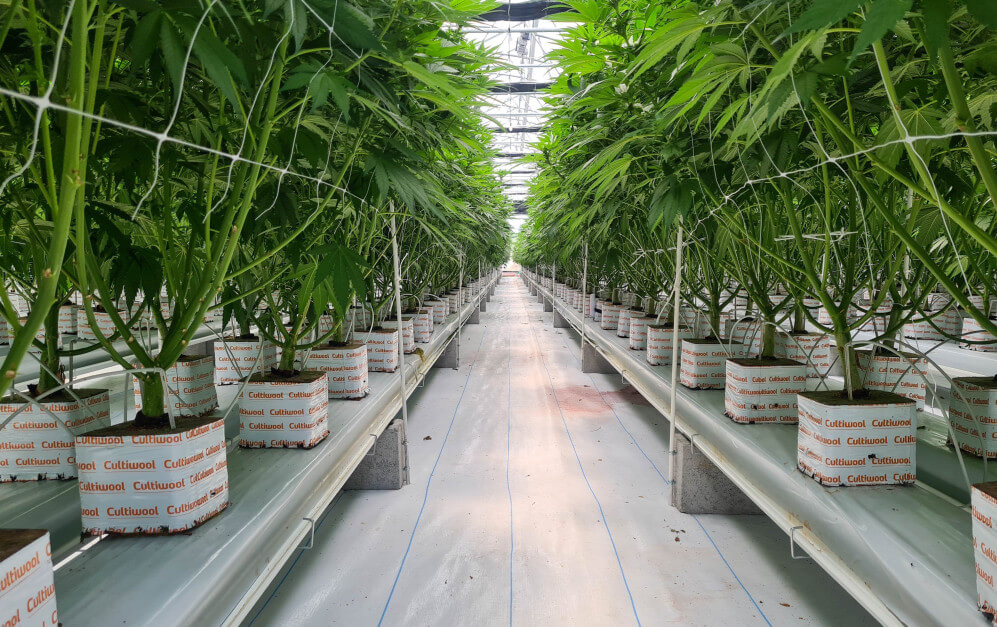 What is Stone Wool? Our stone wool story Cultiwool