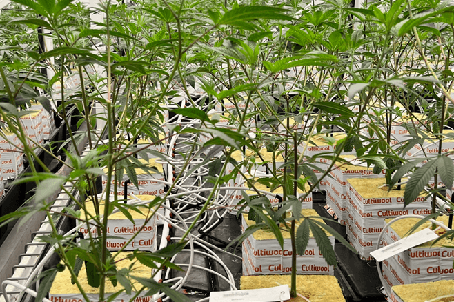 VPD & Root-Zone Balance – Why Climate Control Matters in Stone Wool Cultivation